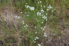 Linum monogynum monogynum
