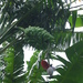 Musa balbisiana - Photo no rights reserved, uploaded by blancadog