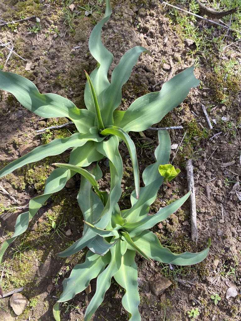 Wavy Leafed Soap Plant From Golden Gate National Recreation Area Pacifica Ca Us On February