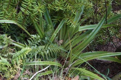 Swamp Astelia (Astelia grandis)