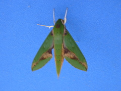 Image of Xylophanes chiron
