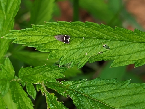 Agrimony Anacampsis Moth photo 4
