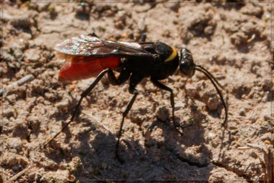 Paracyphononyx diabolicus
