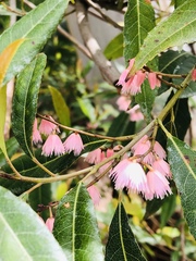 Elaeocarpus reticulatus