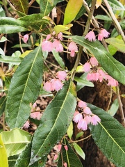 Elaeocarpus reticulatus