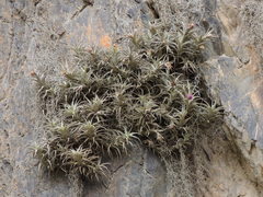 Tillandsia nana