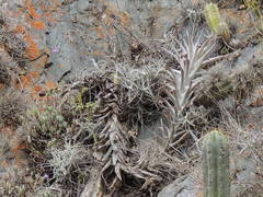 Tillandsia capillaris