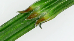 Allocasuarina paradoxa