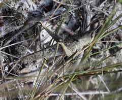 Schistocerca rubiginosa