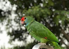 Red-Browed Amazon photo 1