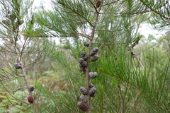 Allocasuarina paradoxa