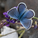 Plebejus christophi transcaucasicus - Photo (c) Марина Горбунова-Ëлкина, algunos derechos reservados (CC BY-NC), subido por Марина Горбунова-Ëлкина