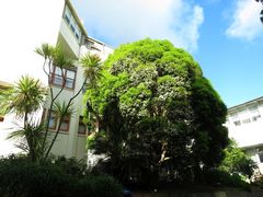 Metrosideros bartlettii