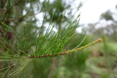 Allocasuarina paradoxa