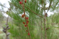 Allocasuarina paradoxa