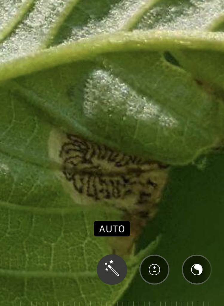 Oak shothole leafminer in May 2023 by privatenoaccess. On japanese ...