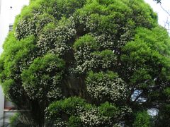 Metrosideros bartlettii