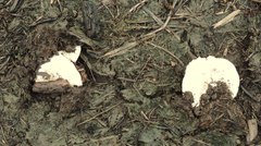 Saproamanita pruittii