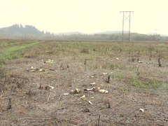 Saproamanita pruittii
