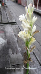 Polianthes tuberosa