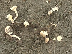 Saproamanita pruittii