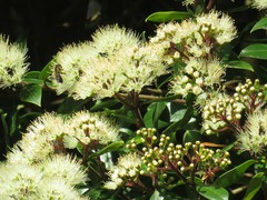 Metrosideros bartlettii