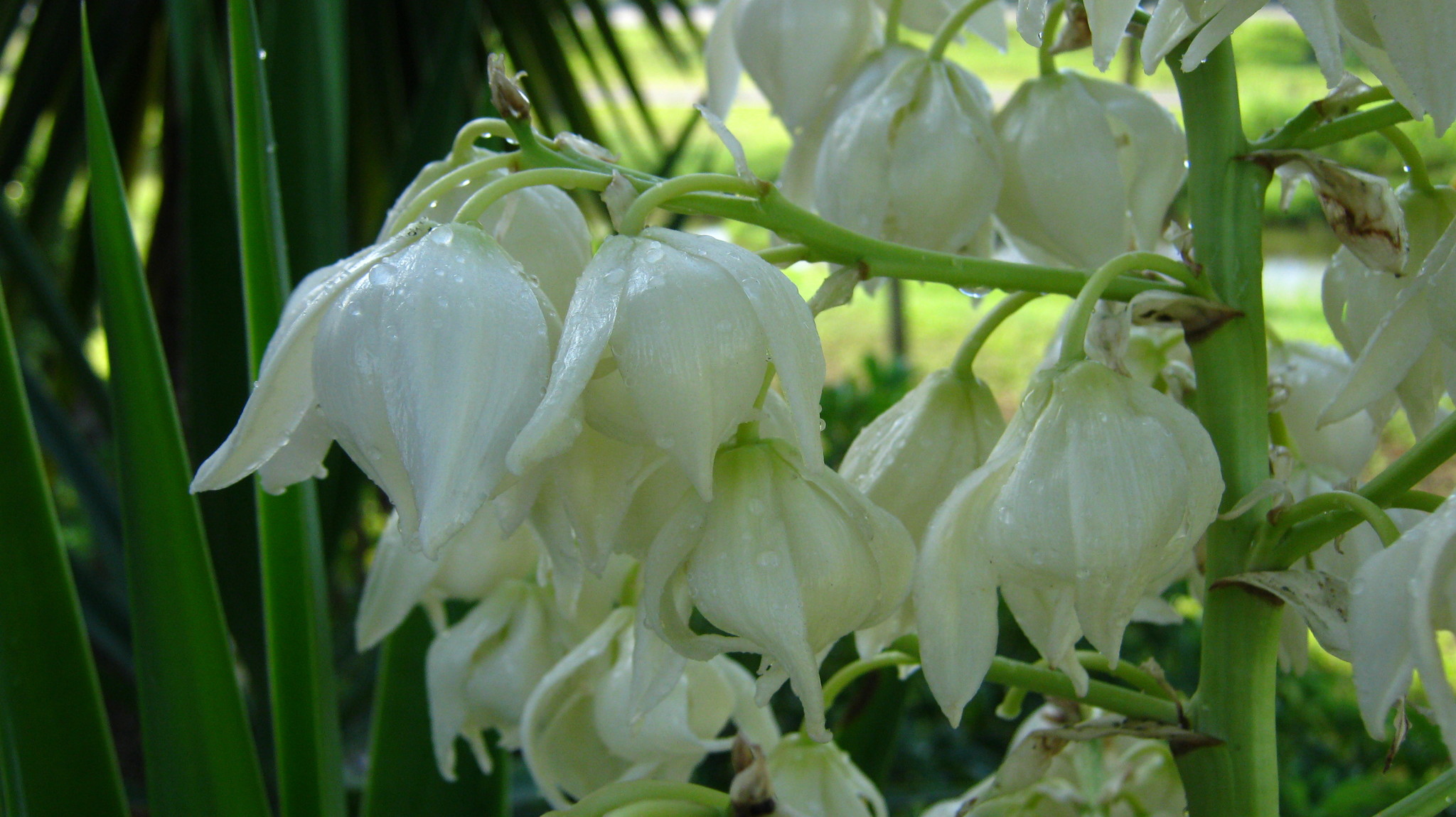 Yucca gloriosa var. gloriosa