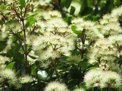 Metrosideros bartlettii