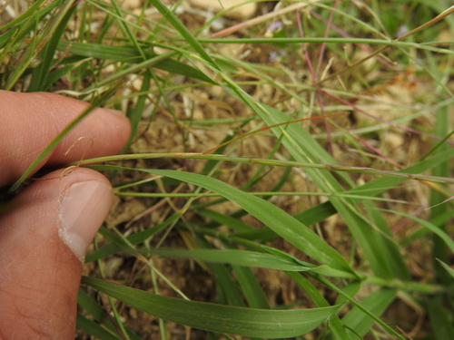 Image of Festuca incurva by (c) Yves Bas, some rights reserved (CC BY)