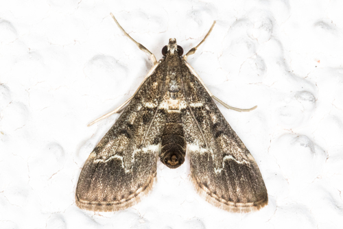 European Pepper Moth
