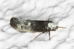 Tinea occidentella