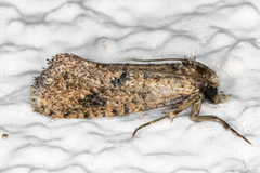 Acrolophus cockerelli