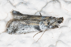 Laetilia dilatifasciella