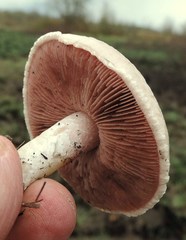 Agaricus