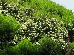 Metrosideros bartlettii