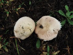 Agaricus
