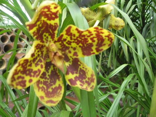 Tiger orchid