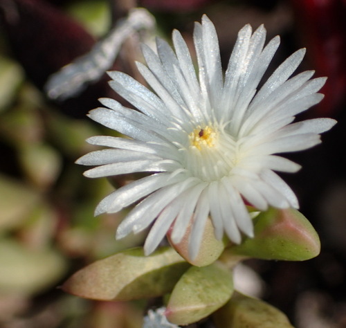 Image of Delosperma litorale by (c) Nicola van Berkel, some rights reserved (CC BY-SA)