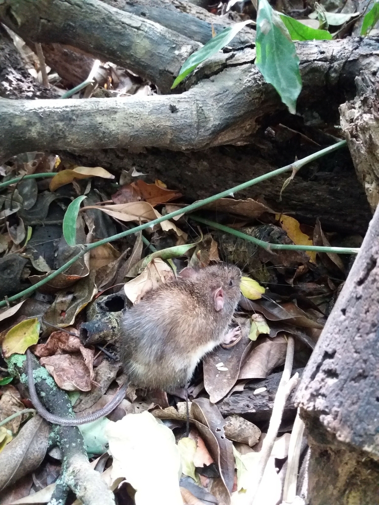 Desmarest's Spiny Pocket Mouse from La trocha a San Luis, Provincia de ...