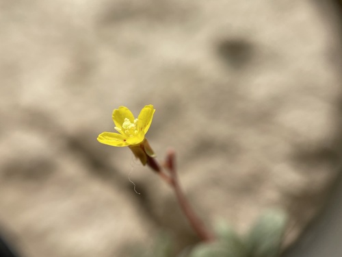 Image of Chylismia scapoidea by (c) Martin Purdy, some rights reserved (CC BY)
