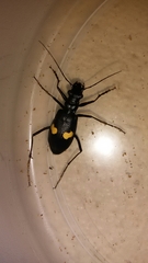 Oxycheila tristis