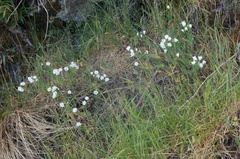 Linum monogynum monogynum