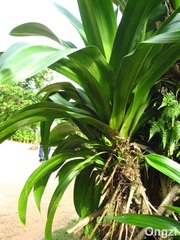 Pandanus dubius