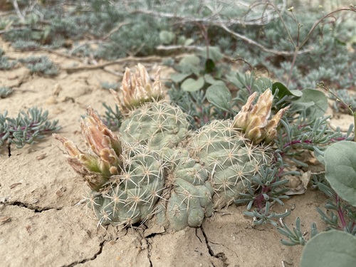 Image of Sclerocactus mesae by (c) Martin Purdy, some rights reserved (CC BY)