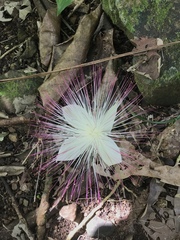 Barringtonia samoensis