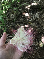 Barringtonia samoensis