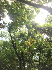 Barringtonia samoensis