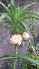 Ananas comosus microstachys