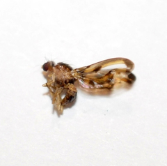 Toxonevra muliebris