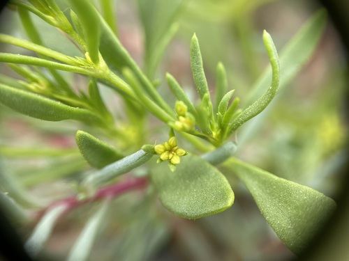 Image of Stenogonum salsuginosum by (c) Martin Purdy, some rights reserved (CC BY)